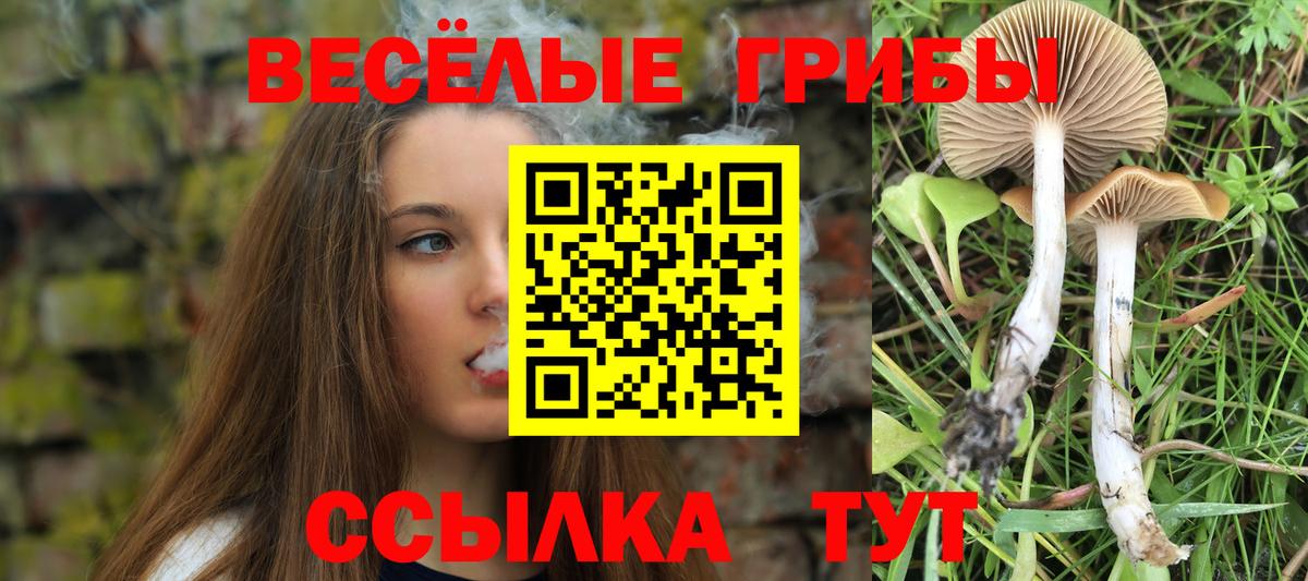 Псилоцибиновые грибы Cubensis  Россошь  Галлюциногенные грибы Psilocybe 